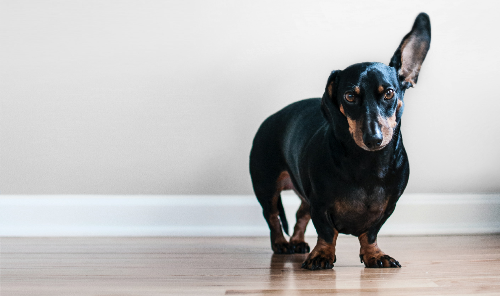 A black and brown dog standing on top of a hard wood floor.